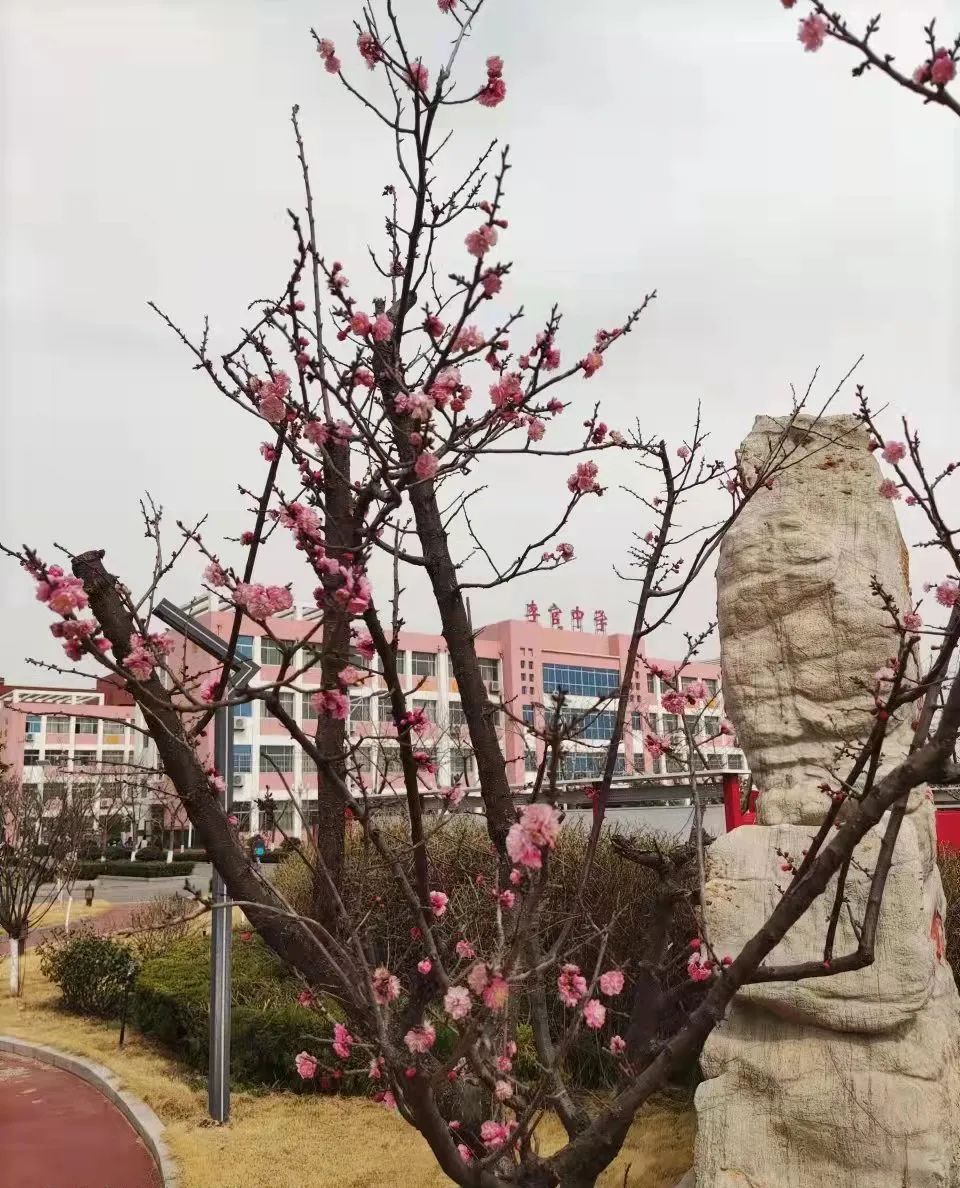 桃花开_20220406211833.jpg