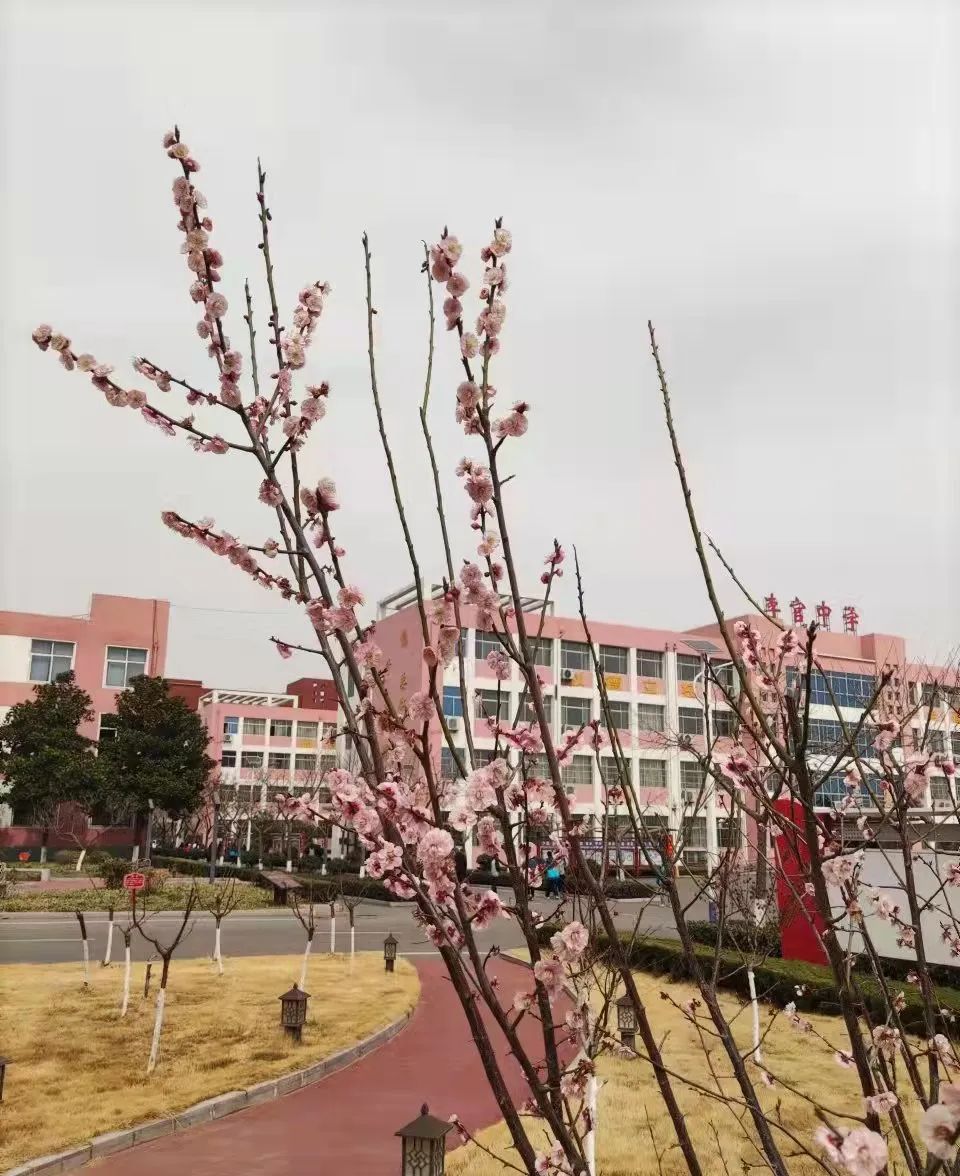 桃花开2_20220406211931.jpg